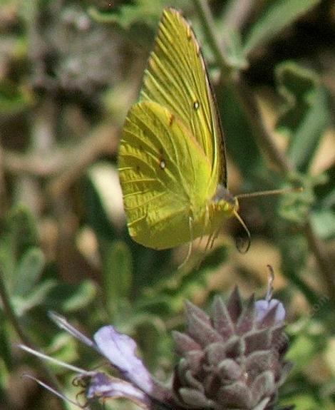 Dogface Butterfly on the Red Thistle - grid24_12