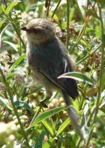 A bushtit setting on Baccharis with a breeze blowing in his face - grid24_12