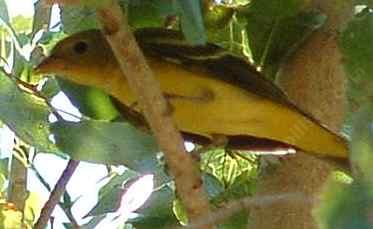 A female Hooded Oriole, Icterus cucullatus just before flying away - grid24_12