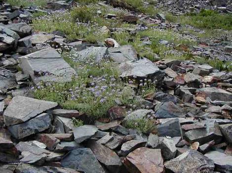 Alpine fell fields wildflowers. - grid24_12