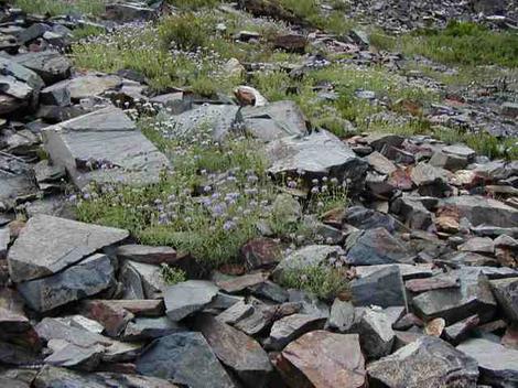 Alpine fell fields wildflowers. - grid24_12