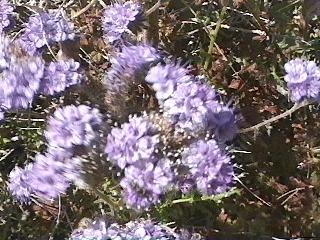 Phacelia tanacetifolia Lacy Phacelia - grid24_12