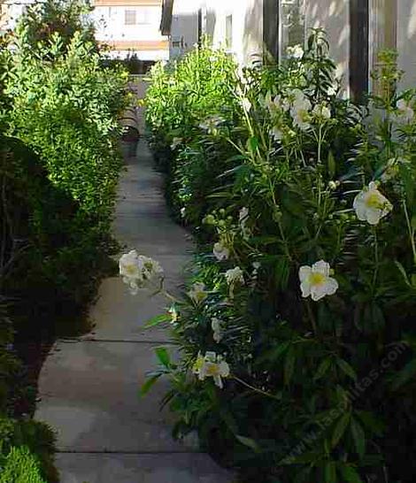 Carpenteria in a narrow walkway in a Southern California garden. - grid24_12