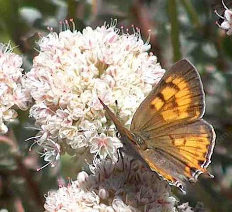 Tailed Copper Butterfly, Lycaena (Tharsalea) arota on a California Buckwheat - grid24_12
