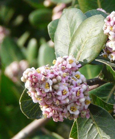 Rhus integrifolia, Lemonade Berry flower cluster. This is a great plant for coastal bluffs from San Diego to San Luis Obispo. In inner San Diego county it looks like a small oak tree with these flowers. - grid24_12