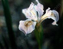Iris munzii, Tulare Lavender Iris, has big, beautiful lavender flowers, and grows in sunny, moist spots. - grid24_12