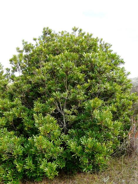 Myrica californica, Pacific Wax Myrtle in Morro Bay - grid24_12