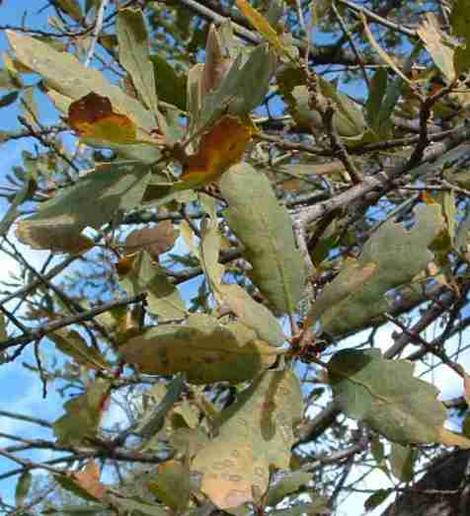 Blue Oak - Quercus douglasii goes deciduous - grid24_12