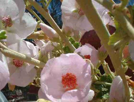 Malacothamnus fasciculatus,  Bush Mallow, here shown in full flower in the summer time in our Santa Margarita, garden.  - grid24_12