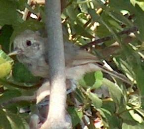 Oak titmouse looking at camera - grid24_12