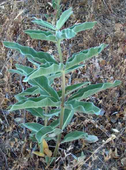 Monarch butterfly milkweed. Notice the two caterpillars of Monarch Butterfly, Danaus plexippus,  butterfly - grid24_12