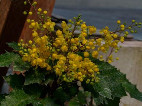 Mahonia piperiana x M.aquifolium x M. amplectans, Golden Abundance flowers. We sometimes grow this because some cutomers like the big flower show. - grid24_12