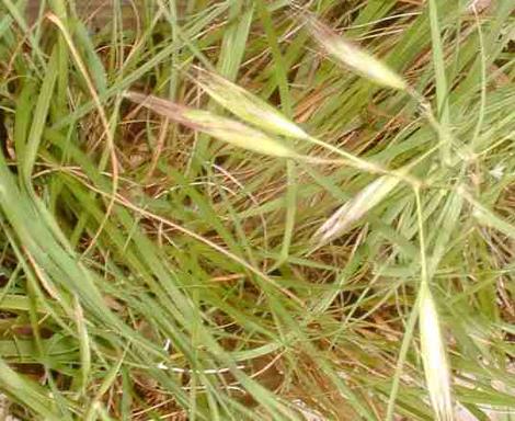 Danthonia californica, California Oat Grass,  is a coarse grass that is growing here in a sunny, moist opening in a pine forest, California.  - grid24_12