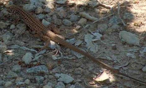 Wester Whiptail lizard - grid24_12