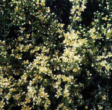 A very old photo of Purshia stansburiana, Cliff Rose, taken in 1987. - grid24_12 A very old photo of Purshia stansburiana, Cliff Rose, taken in 1987. - grid24_12
