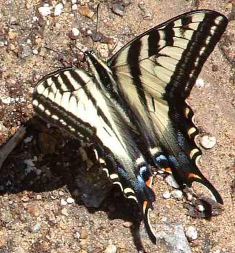  Western Tiger Swallowtail Butterfly,
Papilio rutulus - grid24_12