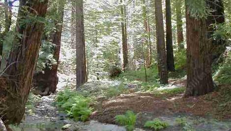 California redwood forest floor - grid24_12
