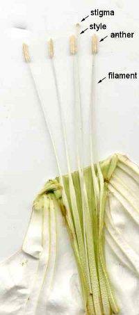 Flower parts. Stlye, anther and filament. - grid24_12 Flower parts. Stlye, anther and filament. - grid24_12
