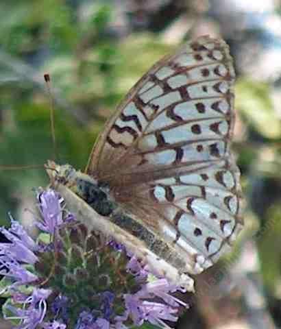 Comstock fritillary on Monardella, wing open - grid24_12