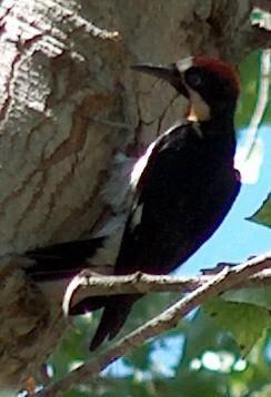 Acorn woodpecker, Melanerpes formicivorus on Cottonwood - grid24_12