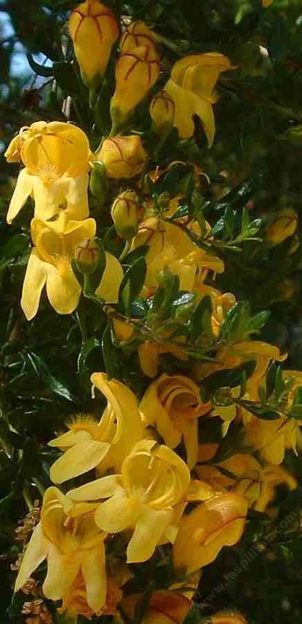 Keckiella antirrhinoides, Yellow Bush Snapdragon, has very fragrant, golden flowers, and small resinous leaves.  Sometimes called Yellow Bush Penstemon. - grid24_12