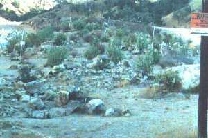 a rock planting, no, it's actually a native planting using rock as mulch - grid24_12