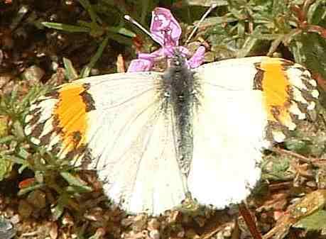 Sara orange tip butterfly - grid24_12