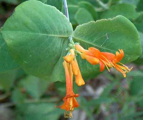 Lonicera ciliosa, Orange Honeysuckle or Western Trumpet Honeysuckle - grid24_12