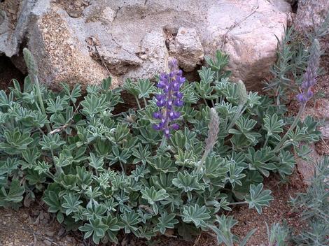 Lupinus formosa, Summer Lupine  - grid24_12