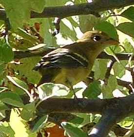 A female Hooded Oriole, Icterus cucullatus ready to fly - grid24_12