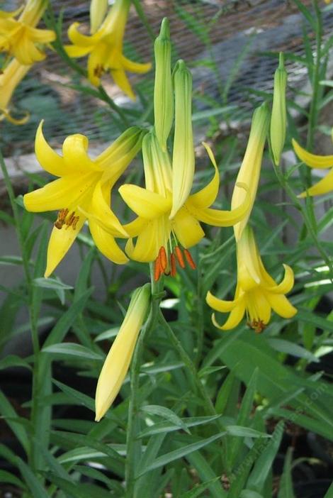 Lilium parryi,  Lemon Lily, has fragrant "Easter-Lily-type" flowers. - grid24_12