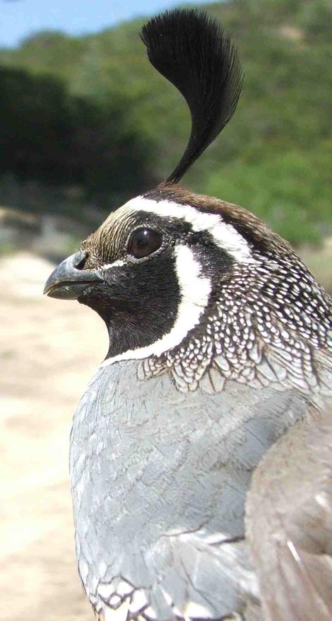 Big picture of a California quail - grid24_12