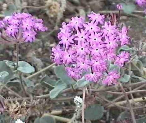 Abronia villosa var. villosa,  Sand Verbena, in the creosote sage scrub plant community of the Mojave desert of  California.  - grid24_12