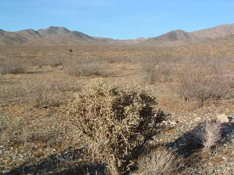 Creosote Bush scrub on a really dry year. The little dry sticks are the Creosote. If you plant something in this situation, protect it! - grid24_12