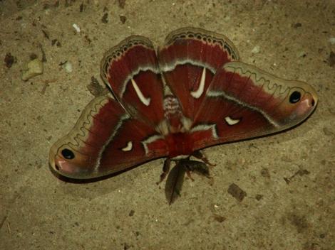 Ceanothus Silk Moth on concrete. - grid24_12