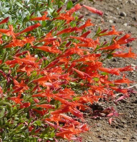 Mattole River California Fuchsia, Zauschneria septentrionalis makes a real flower show - grid24_12
