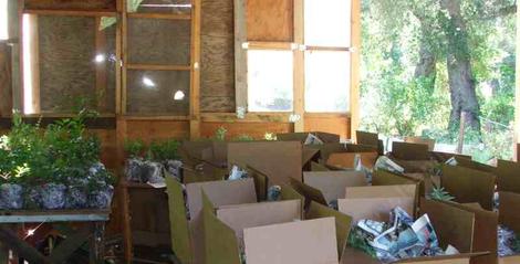 We take your plant out of a gallon pot, put it into a plastic bag, put into a box, and ship it. The best numbers to fit into the boxes are multiples of 1,2, 4, 5, 8, and 10. All we deal with are native plants, of California. - grid24_12 We take your plant out of a gallon pot, put it into a plastic bag, put into a box, and ship it. The best numbers to fit into the boxes are multiples of 1,2, 4, 5, 8, and 10. All we deal with are native plants, of California. - grid24_12