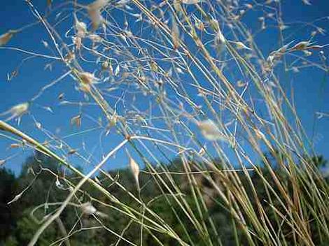 Oryzopsis hymenoides (Achnatherum hymenoides),  Indian Ricegrass, was a basic and nutritious food for the native Californians.  - grid24_12