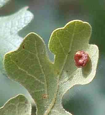 A gall on a valley oak leaf. There's a little bitty insect in there. - grid24_12