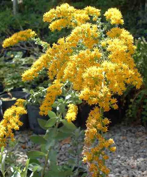 Solidago canadensis elongata Canada Goldenrod - grid24_12