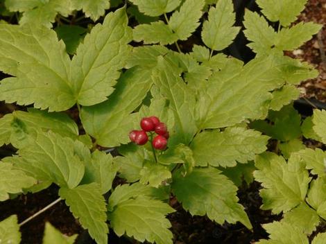 Actaea rubra snakeberry - grid24_12