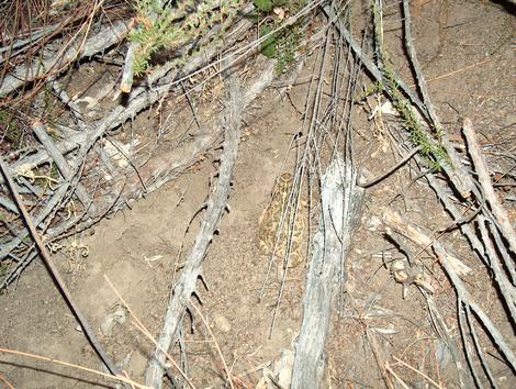  Anaxyrus boreas halophilus - California Toad has good camouflage  - grid24_12