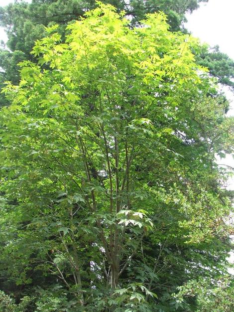 Acer macrophyllum, Big Leaf Maple tree. - grid24_12