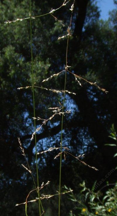 Melica imperfecta, California Melic seed heads - grid24_12