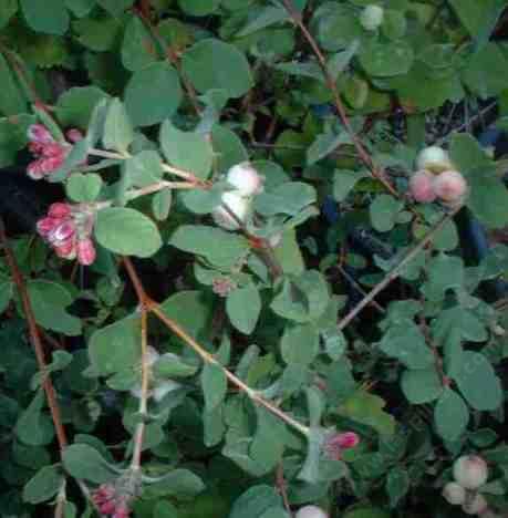 Creeping Snowberry, Symphoricarpus mollis - grid24_12