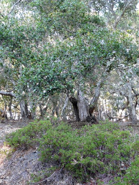 Arctostaphylos Monterey Carpet grows as a nearly flat groundcover. - grid24_12