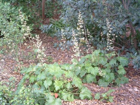 Heuchera maxima, Island Alum root. These plants are about 20 years old. - grid24_12