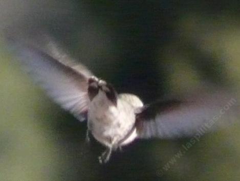 Costa hummingbird mooning the photographer - grid24_12