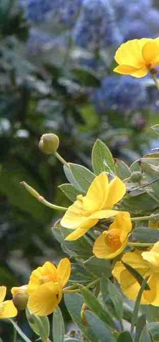 Bush Poppy with a Ceanothus in the back ground. - grid24_12