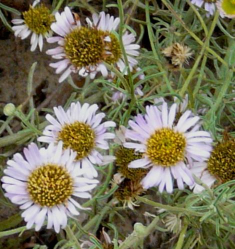 Erigeron foliosus blochmaniae , Blockman's leafy-daisy flowers - grid24_12